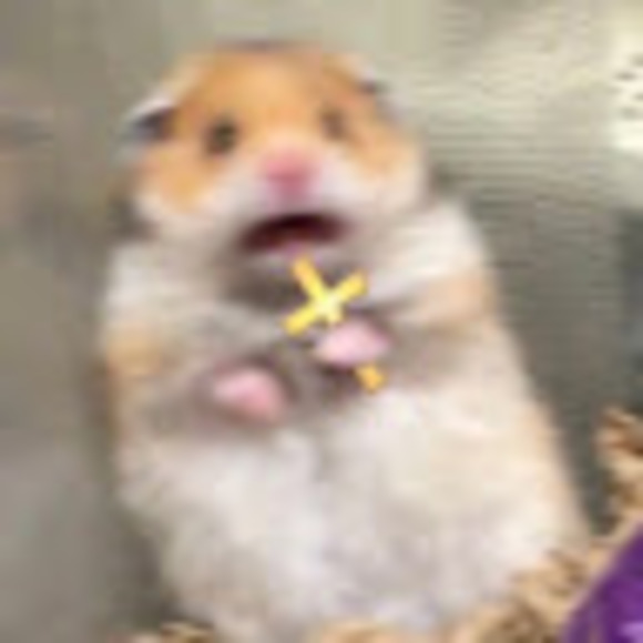 Meet your Posher, Rose - Picture 1 of 1